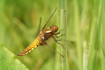 Closeup on a female broad-bodied chaser dragonfly , Libellula depressa perched on a straw of grass against a green background