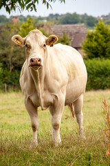 Single white cow stands looking at camera on British cattle farm Northamptonshire UK England