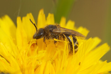 Closeup on a female Furrow bee, Lasioglossum species on a vibrant yellow flower