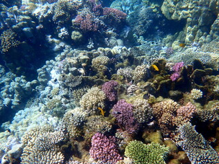 Wide shot of coral and reef inhabitants