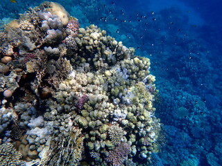 Wide shot of coral and reef inhabitants