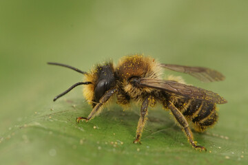 Closeup on a male leafcutter bee, Megachile perched on a green leaf