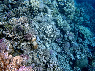 Wide shot of coral and reef inhabitants