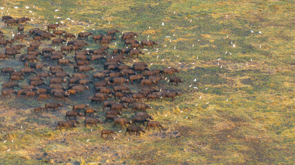Aerial view of a massive herd of buffalo roaming the African savannah.
Perfect for wildlife, safari, and expansive landscape photography.