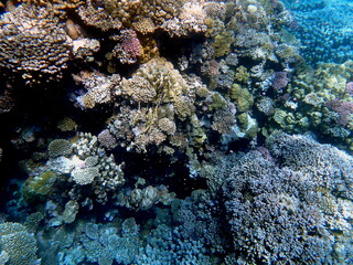 Wide shot of coral and reef inhabitants