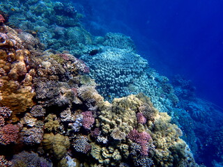 Wide shot of coral and reef inhabitants
