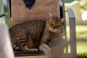 striped gray cat in shelter close up photo. High quality photo