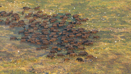 Aerial view of a massive herd of buffalo roaming the African savannah.
Perfect for wildlife, safari, and expansive landscape photography.
