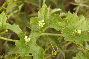 Closeup on a green flowering White bryony, Bryonia dioica, the host-plant for Andrena florea