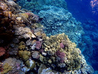 Wide shot of coral and reef inhabitants