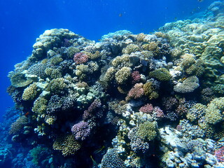 Wide shot of coral and reef inhabitants