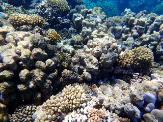 Wide shot of coral and reef inhabitants