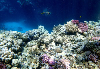 Wide shot of coral and reef inhabitants
