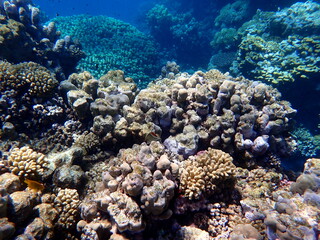 Wide shot of coral and reef inhabitants