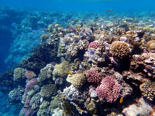 Wide shot of coral and reef inhabitants