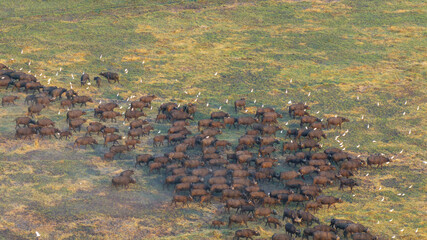 Aerial view of a massive herd of buffalo roaming the African savannah.
Perfect for wildlife, safari, and expansive landscape photography.