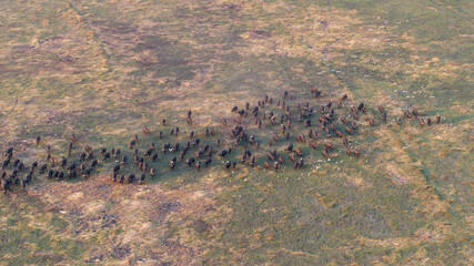Aerial view of a massive herd of buffalo roaming the African savannah.
Perfect for wildlife, safari, and expansive landscape photography.