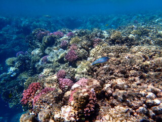 Wide shot of coral and reef inhabitants