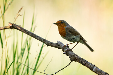 Garden Birds. Robin Erithacus rubecula sitting on a tree branch