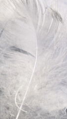 white duck feathers with visible details. textura or background