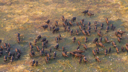 Aerial view of a massive herd of buffalo roaming the African savannah.
Perfect for wildlife, safari, and expansive landscape photography.