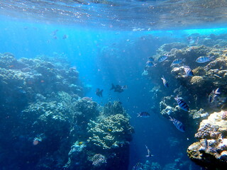 Wide shot of coral and reef inhabitants