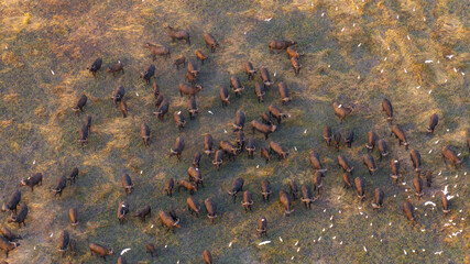 Aerial view of a massive herd of buffalo roaming the African savannah.
Perfect for wildlife, safari, and expansive landscape photography.