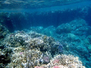 Wide shot of coral and reef inhabitants