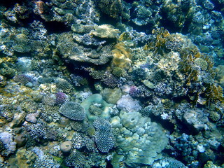Wide shot of coral and reef inhabitants