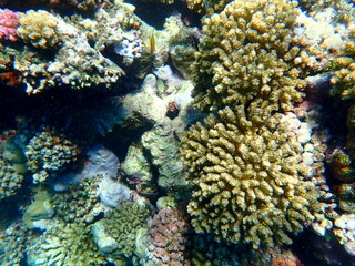 Wide shot of coral and reef inhabitants