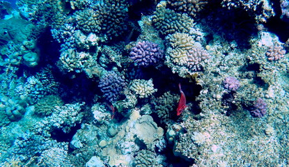 Wide shot of coral and reef inhabitants