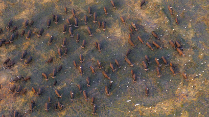 Aerial view of a massive herd of buffalo roaming the African savannah.
Perfect for wildlife, safari, and expansive landscape photography.