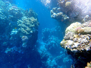 Wide shot of coral and reef inhabitants