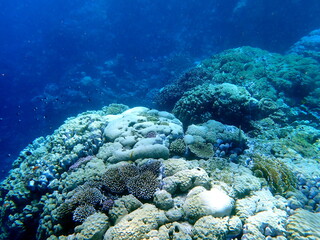 Wide shot of coral and reef inhabitants