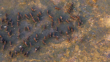 Aerial view of a massive herd of buffalo roaming the African savannah.
Perfect for wildlife, safari, and expansive landscape photography.