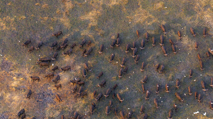 Aerial view of a massive herd of buffalo roaming the African savannah.
Perfect for wildlife, safari, and expansive landscape photography.