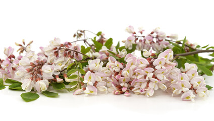 White acacia flowers with green leaves isolated on white background.