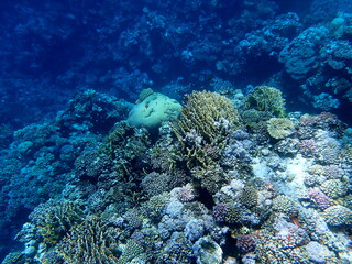 Wide shot of coral and reef inhabitants