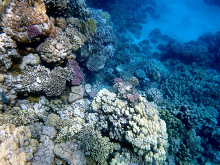 Wide shot of coral and reef inhabitants