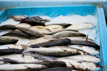 Fresh fish at the market on ice.