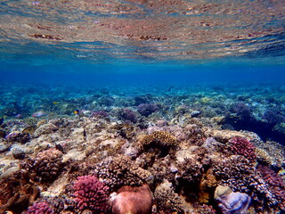 Wide shot of coral and reef inhabitants