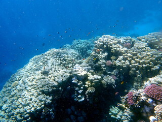 Wide shot of coral and reef inhabitants