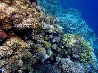 Wide shot of coral and reef inhabitants