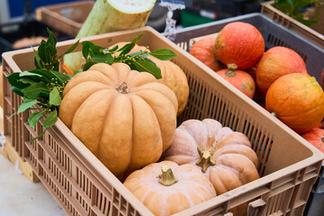 Pumpkins at the market before Halloween.