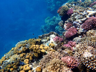 Wide shot of coral and reef inhabitants