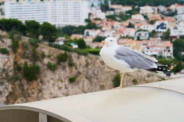 A seagull on the roof against the background of a blurred city.