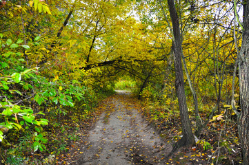 Autumn forest path covered with fallen leaves, surrounded by trees with yellow foliage. A scenic trail leading through the woods creating a natural tunnel of bright autumn colors. Peaceful fall landsc