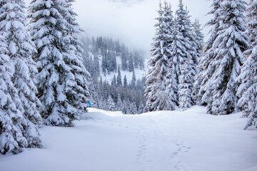 classic winter landscape dominated by heavily snow-covered pine trees