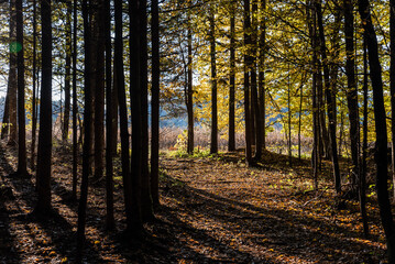 Lichtstimmung  im Wald