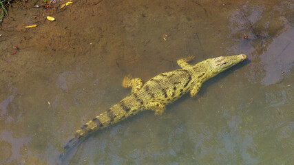 Nile crocodile, Malagarasi River, Tanzania, wildlife, reptile, predator, nature, animal, safari, Africa, wild, river, dangerous, outdoors, powerful, aquatic, ecosystem, habitat, exotic, natural